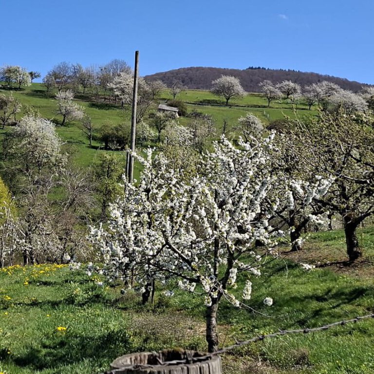 Unsere Kirschenanlage im Frühling ©2026, eigene Aufnahme