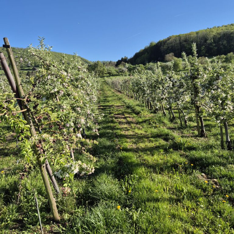 Unsere Äpfelanlage im Frühling © 2026, eigene Aufnahme